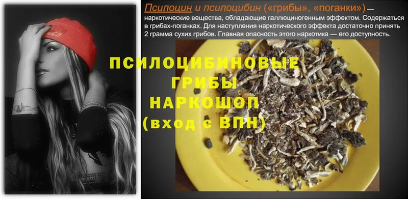 Галлюциногенные грибы Psilocybine cubensis  как найти   Купино 